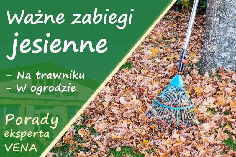 Ważne zabiegi jesienne na trawniku i w ogrodzie